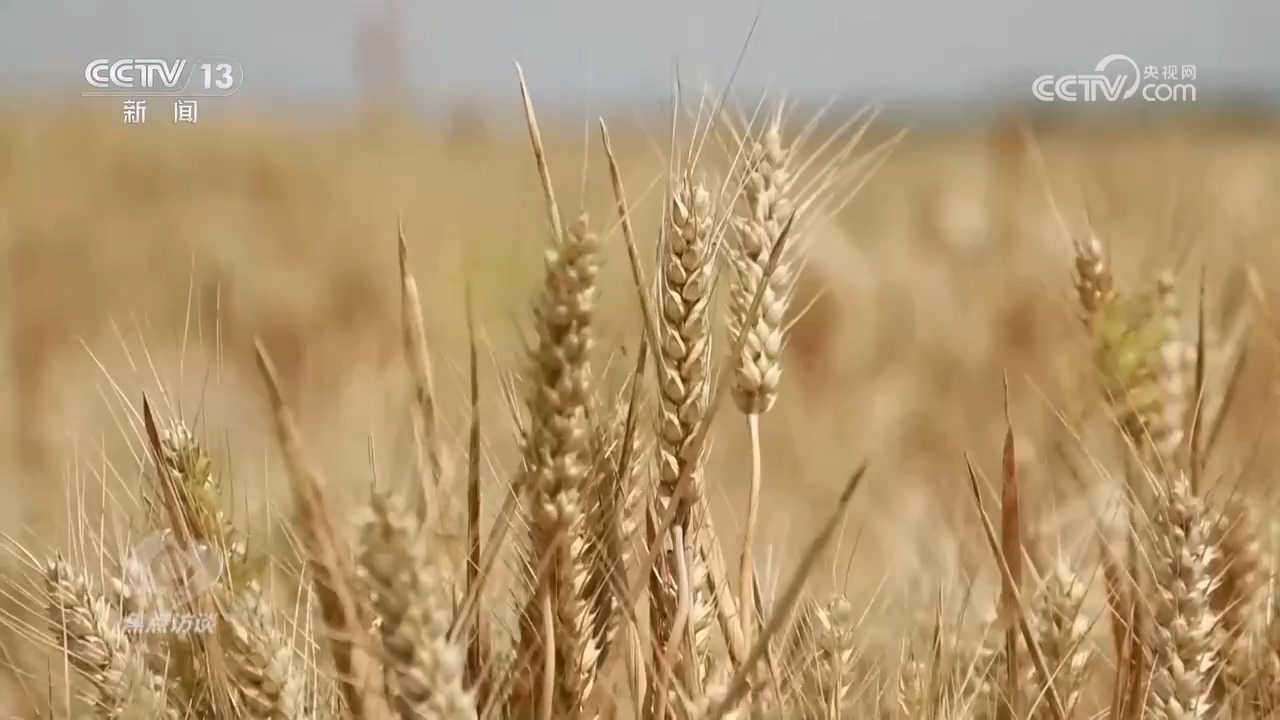 焦点访谈：力增单产夺丰收