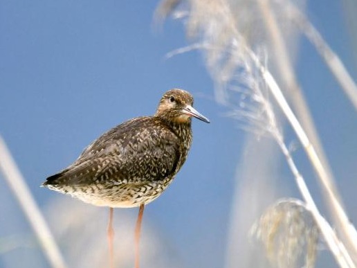 西藏拉萨：盛夏时节的拉鲁湿地