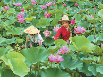 大暑：热蒸雨煮，祛湿防暑（二十四节气里的中医养生之道）