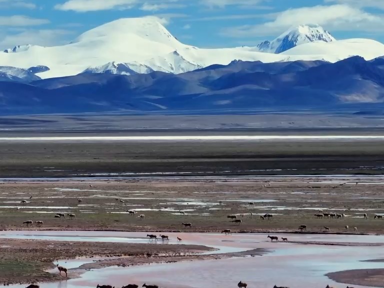 8万到10万只！青藏高原发现藏羚羊第二大产仔地