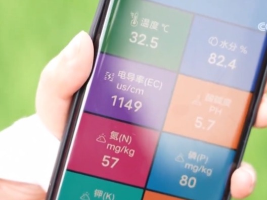 落实精细化田管 秋粮作物长势总体正常