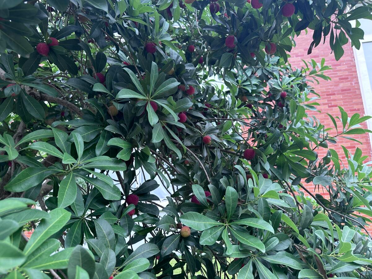 中国杨梅何以海外“出圈”？