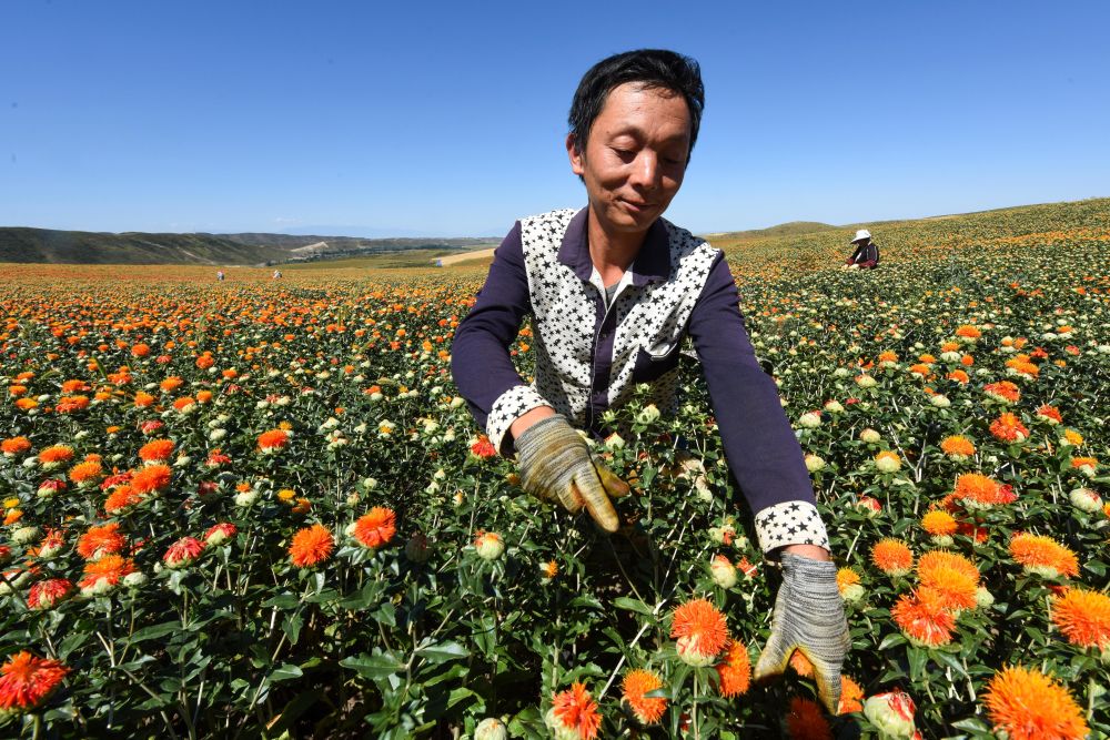 新疆裕民：红花“裕”花农