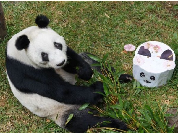 墨西哥为大熊猫“欣欣”庆祝34岁生日