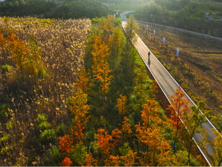 推动美丽中部“绿色崛起”
