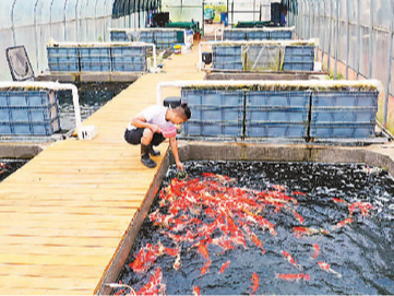 观赏鱼，百亿产业咋“养”成？