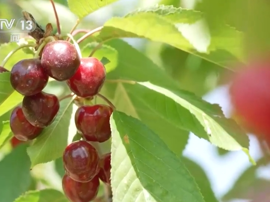 千年丝路情 合作新诗篇，黑樱桃“飞进”中国百姓家