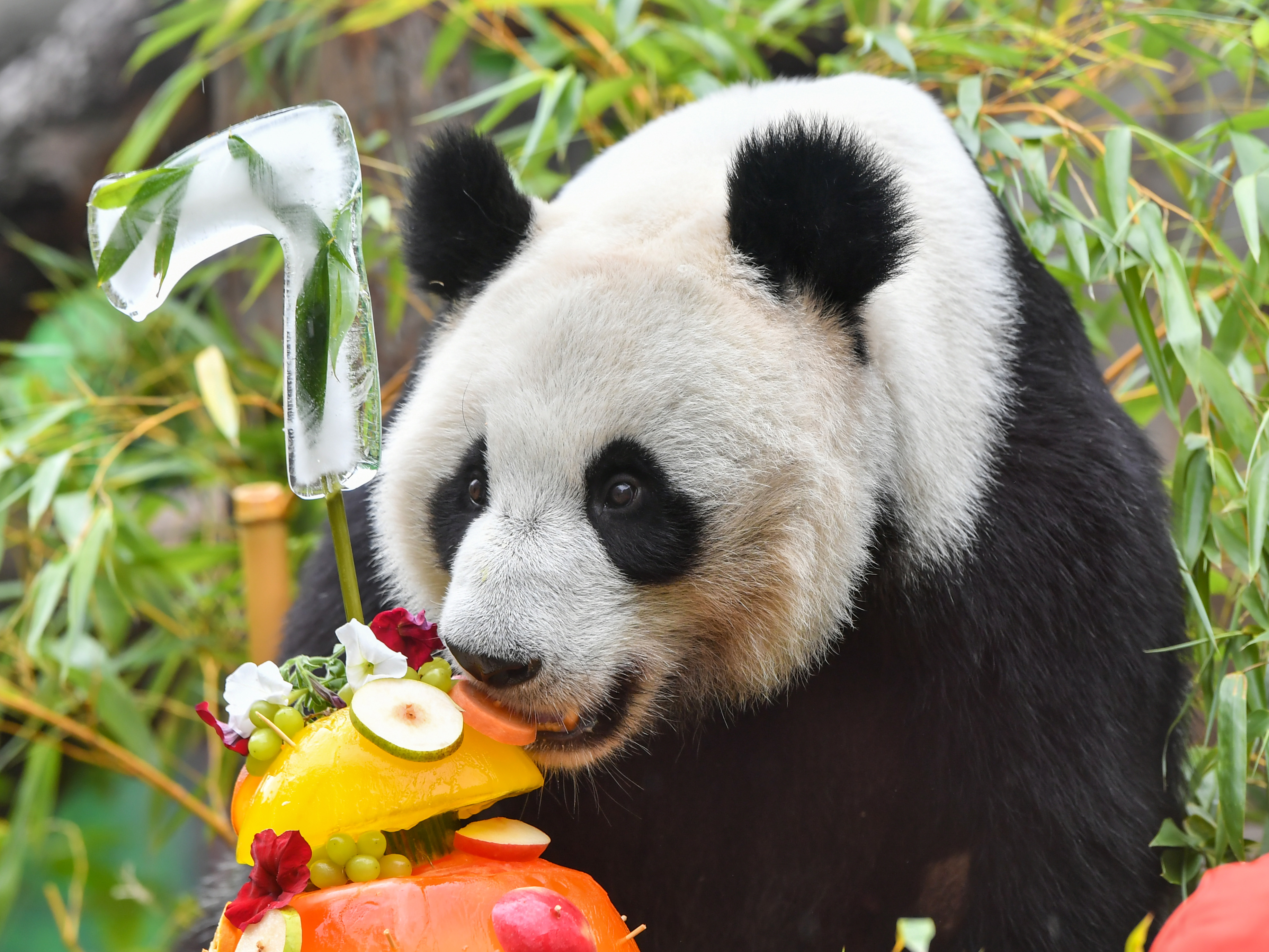 “整个莫斯科动物园为大熊猫庆生”