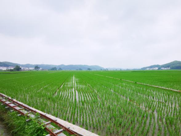 锚定现代化 改革再深化丨福建三明推进“中国稻种基地”高质量发展