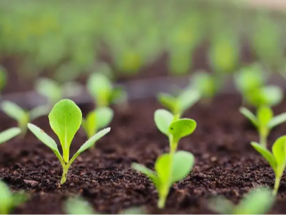 中国和哈萨克斯坦联合培育农作物新品种