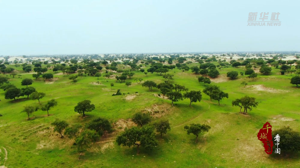 千城百县看中国｜内蒙古：沙漠绿洲——敖伦国家森林公园