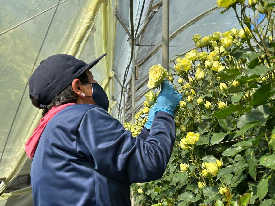 厄瓜多尔玫瑰为中国七夕节添彩