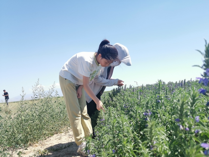 规范化种植 市场化运营 新疆持续夯实中药材产业基础