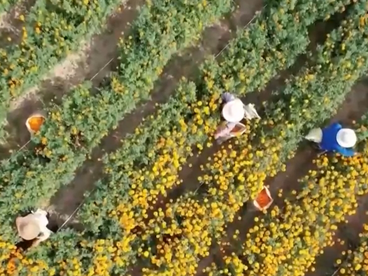 新业态、新发展、新图景 我国乡村产业振兴成果看得见