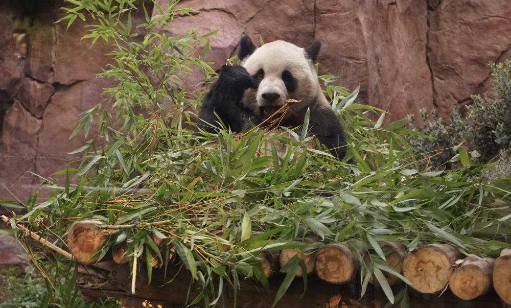 海外网评：像关心大熊猫一样关心中美关系