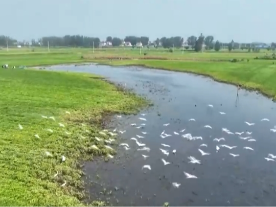 何以中国 行走河南｜白鹭汇聚古运河 翩翩起舞美如画