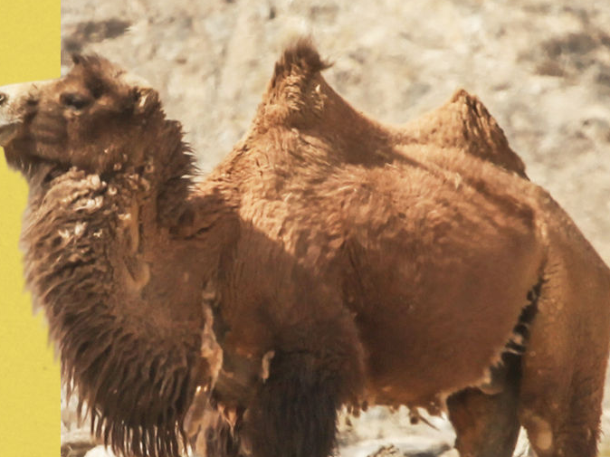 创意海报｜美丽家园，它们“有数”