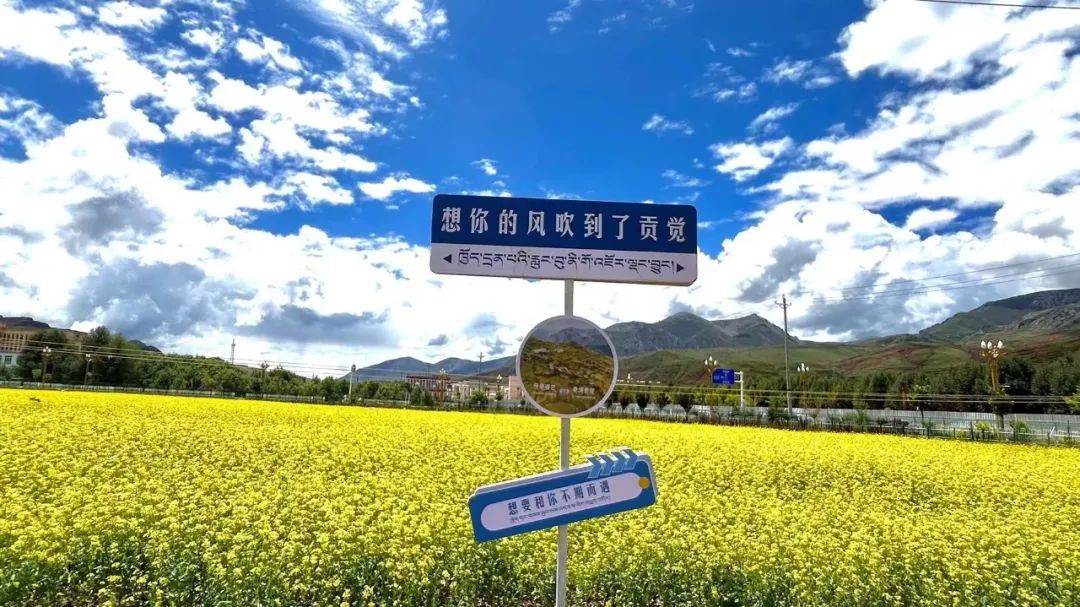 昌都贡觉：油菜花引八方游客