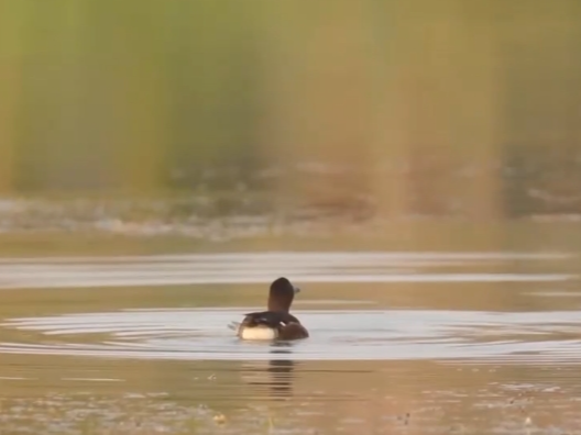 何以中国·行走河南 | 6处自然生态空间有了“户口本”