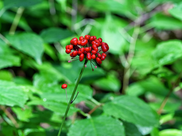 人参“变身”记