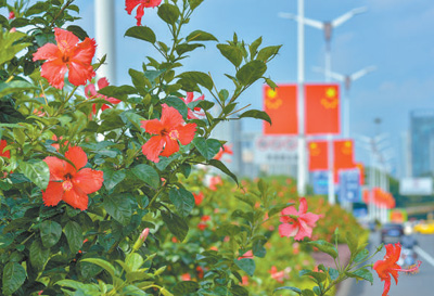 朱槿四季映绿城（一朵花读懂一座城）