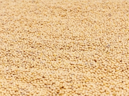 俄媒：中国投资者将在俄罗斯滨海边疆区种植大豆