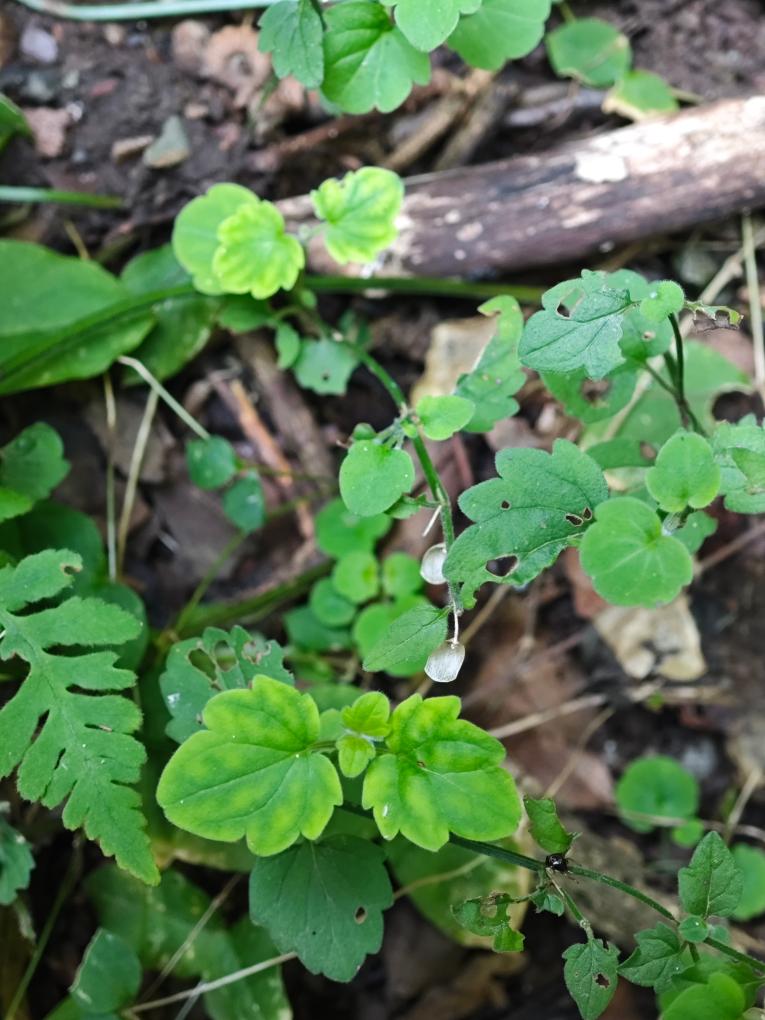 我国独有物种山西黄芩时隔67年重现