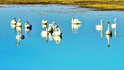 看！在宁夏，人与湿地如此和谐美好