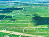 昔日盐碱地 飘来稻花香