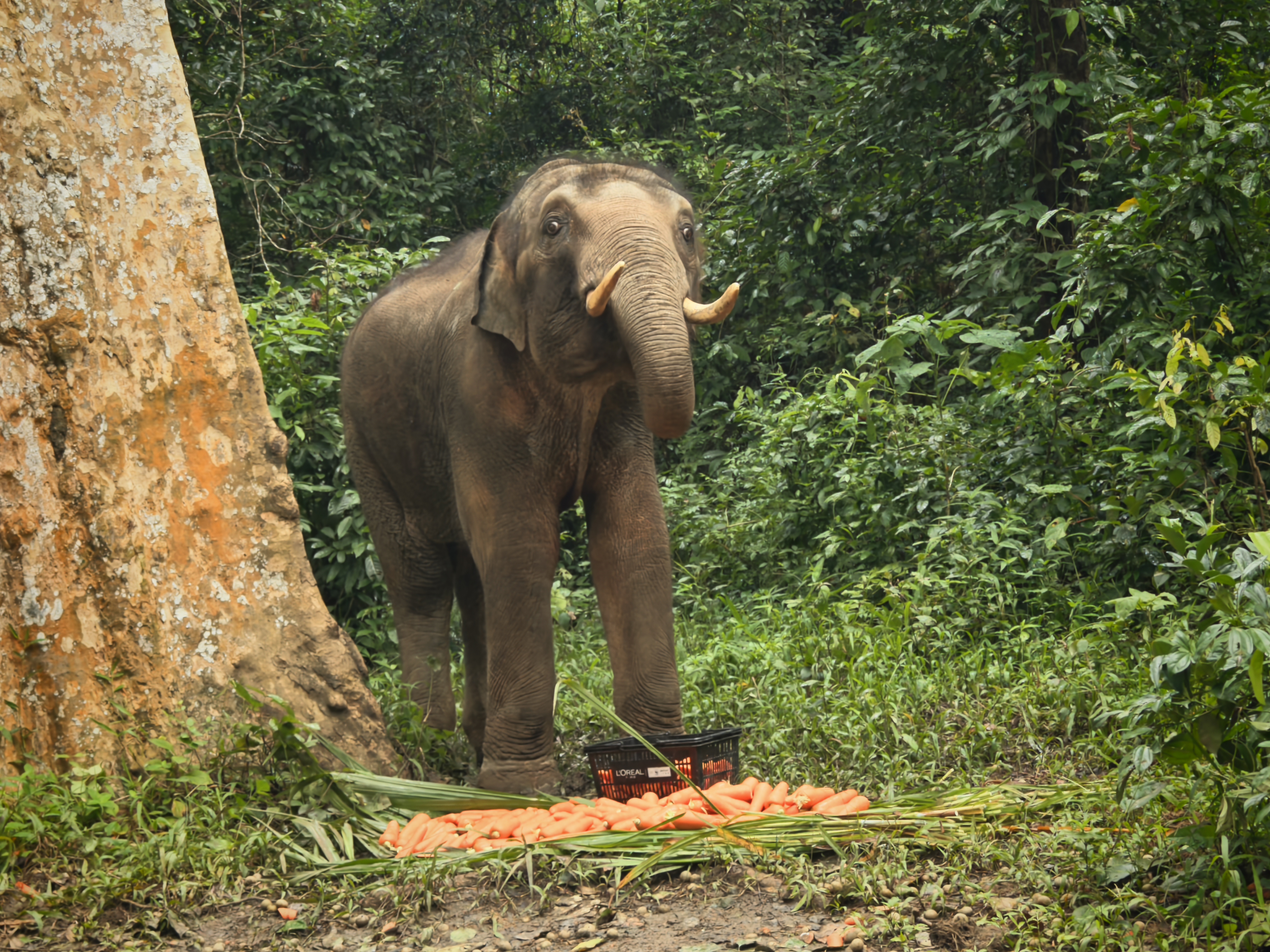 高质量发展调研行|“小强”生活的这里，人象相处模式升级