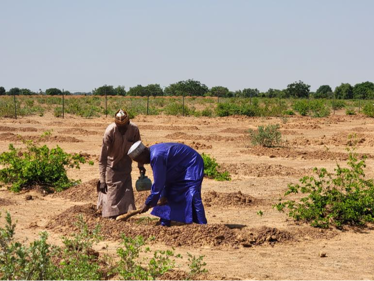中非合作论坛｜综述：从“绿色长城”看非洲防治荒漠化进展与挑战