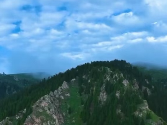 国际锐评丨大象“组团遛弯”背后的中国绿色故事