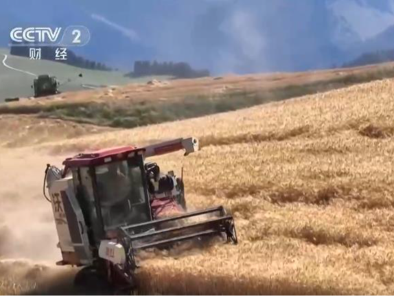 新疆旱地小麦进入收获期 “立体麦田”景观吸引众多国内外游客游览