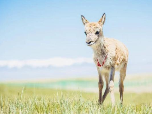 可可西里“藏羚羊幼儿园” 迎来9只小藏羚羊