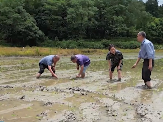 科学指导、“把脉问诊” 各地多举措夯实秋粮基础 力促稳产丰产