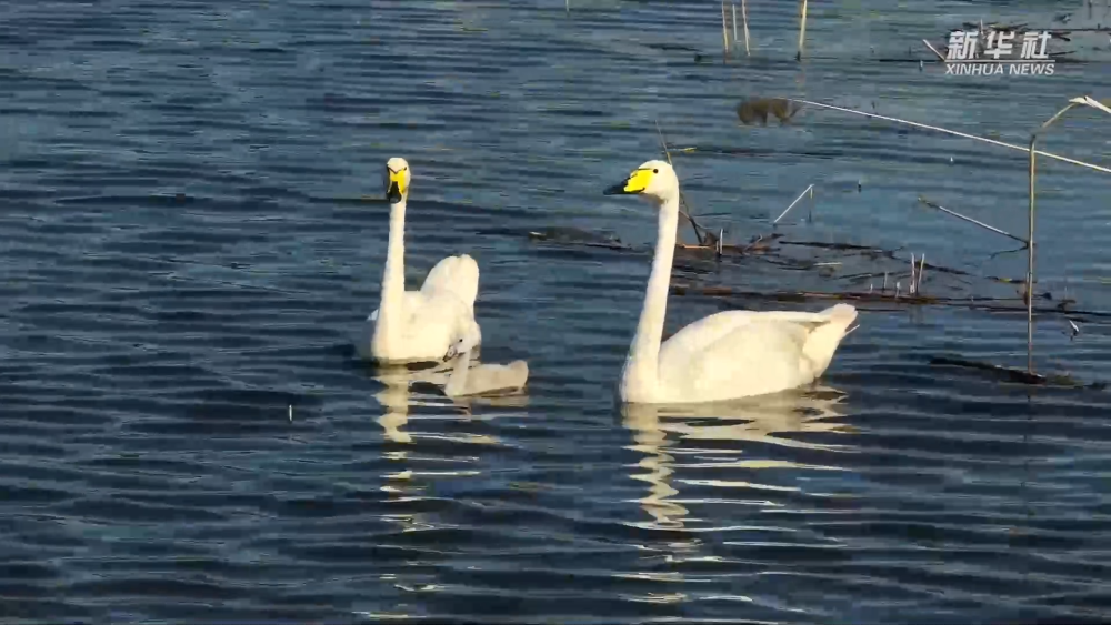 新疆玛纳斯：野生大天鹅湿地“安家”