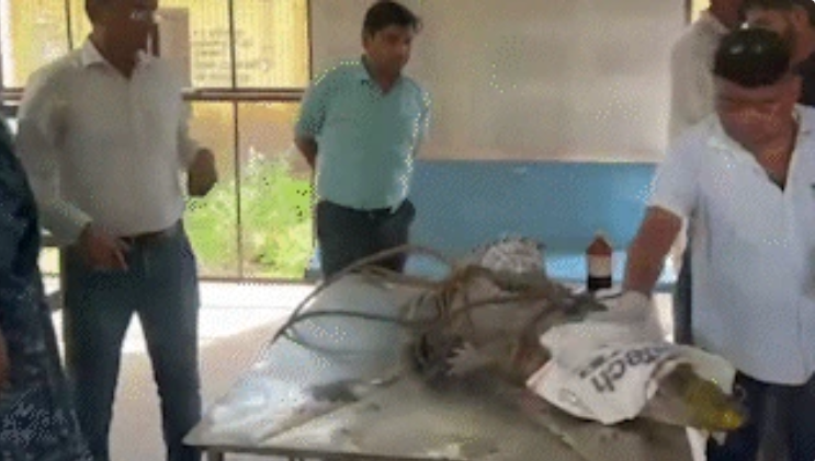 印度古吉拉特邦遭遇特大暴雨 居民区3天内捕获24只鳄鱼