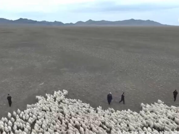 新疆多地牧区开启秋季转场 戍边民警护航“转场路”