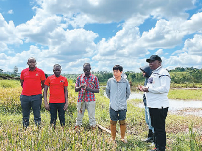 “多年生稻给我们带来了丰收，加深了友谊”（“非洲人的中国缘”⑤）