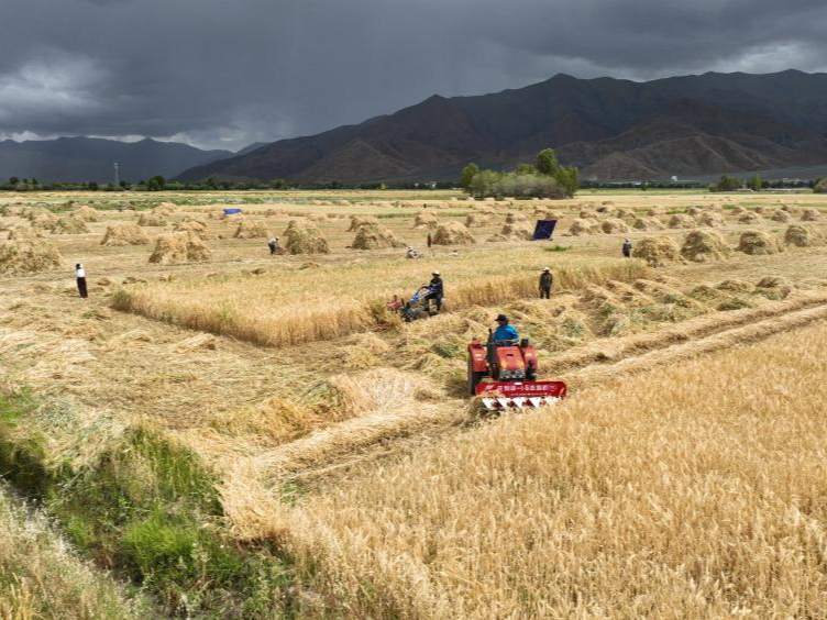秋收见闻：“西藏粮仓”奏响现代化丰收赞歌