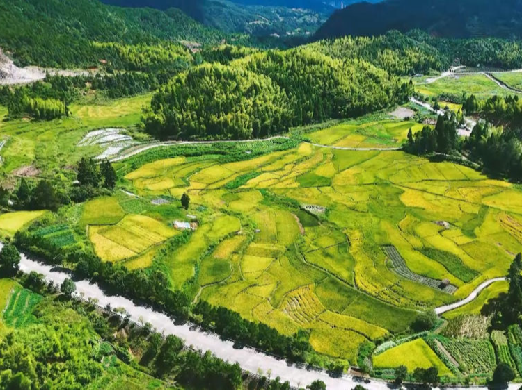 瞰中国｜初秋稻田美如画