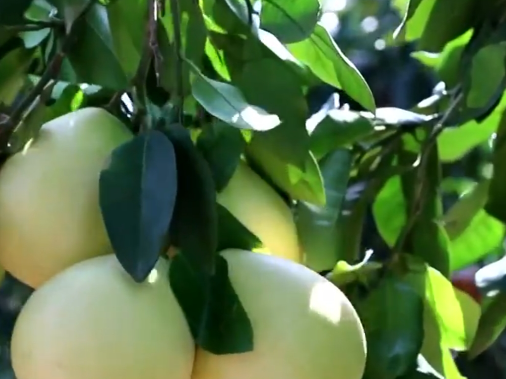 金秋九月希望的田野处处好“丰”景 乡村发展尽显蓬勃生机