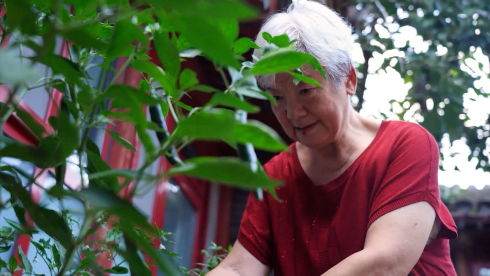 文化中国行｜古韵四合，一院拾起旧时光