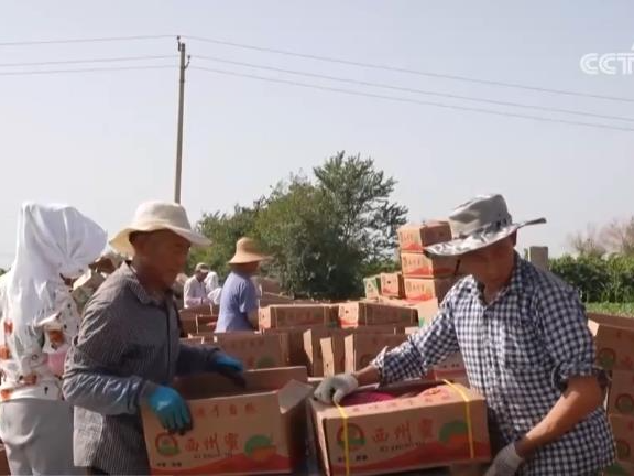 新疆吐鲁番秋季晚熟哈密瓜进入采摘季 全国各地客商纷至沓来
