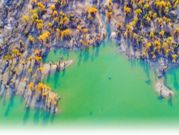 胡杨林“喝上”生态水（探访）