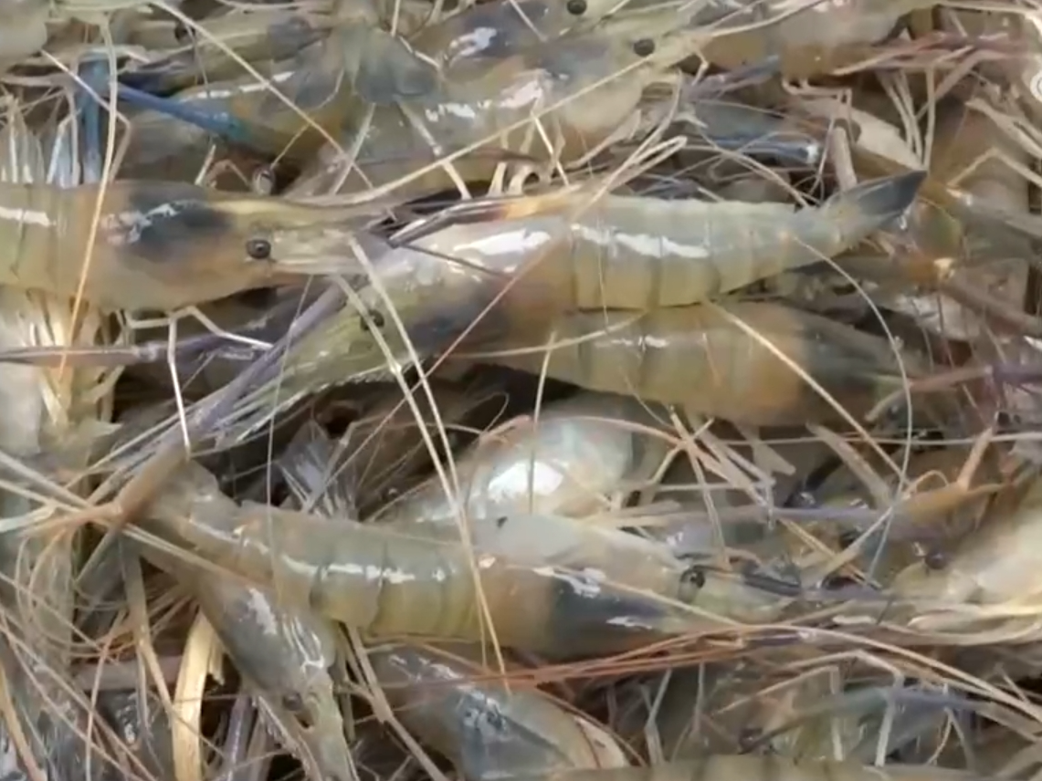 稻熟虾肥、果园飘香 金秋时节各地“硕果累累”迎来好“丰”光