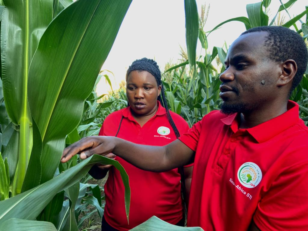 马拉维留学生库瓦莉：在中国田间地头寻找非洲粮食增产的奥秘