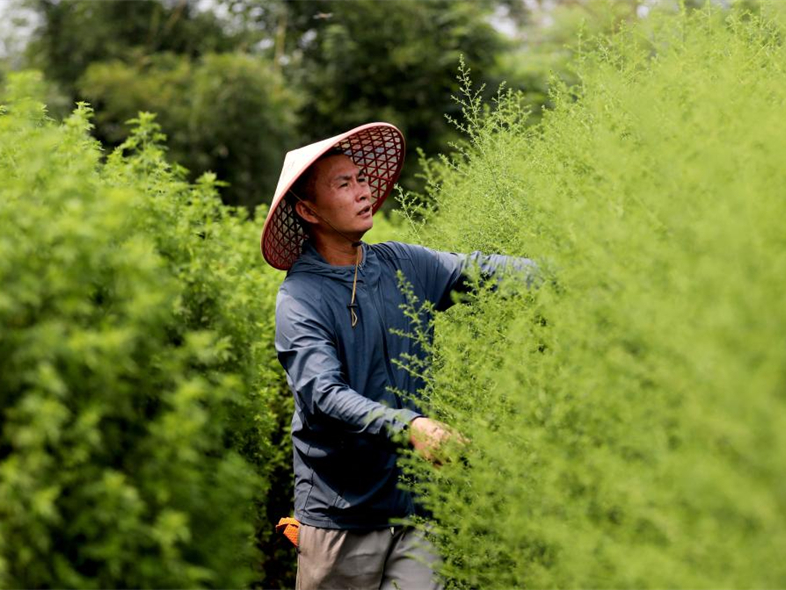 广西山区“小草”惠泽非洲