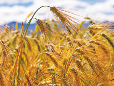 丰收来之不易 丰收成色十足（经济新方位·中国农民丰收节特别报道）