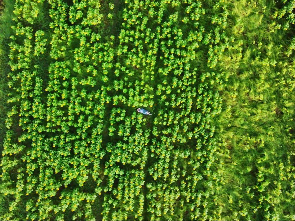 屯溪区：汉沙油葵花开 绽放“笑脸”迎客来